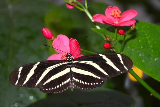 Longwings butterfly