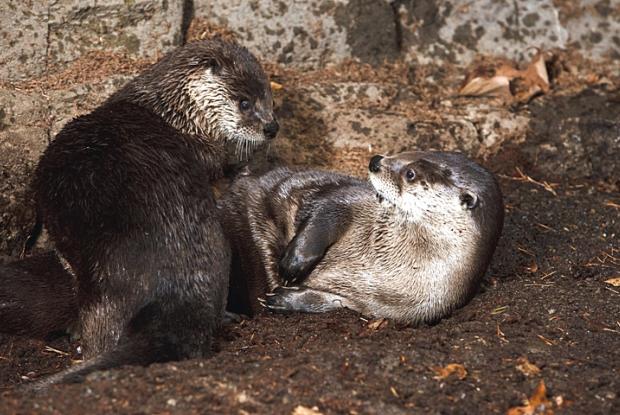 La loutre de rivière, championne de la glisse