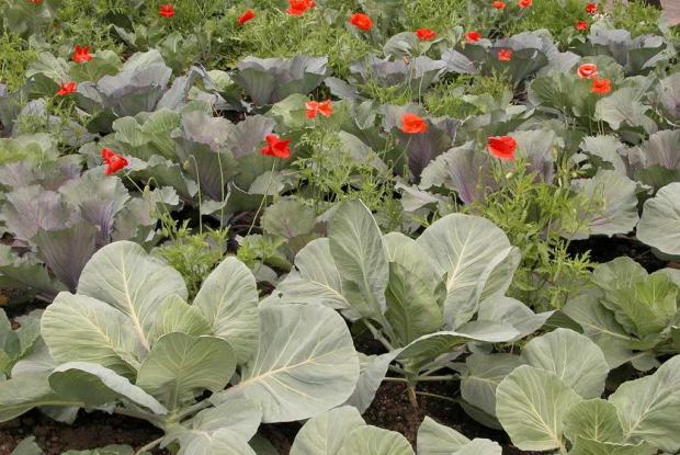 Chou Brassica sp.