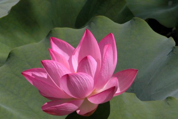 Lotus d'Oient (Nelumbo nucifera)