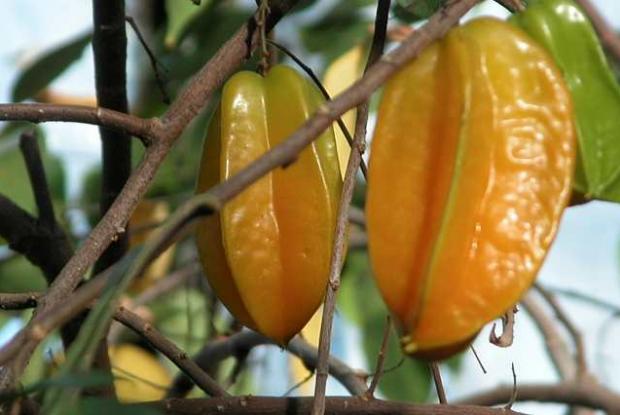 Starfruit tree in fruit Averrhoa carambola, fruit