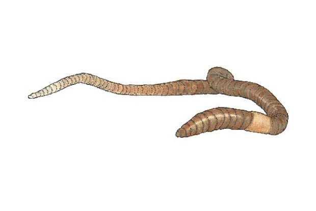 Common earthworm | Space for life Common earthworm | Space for life
