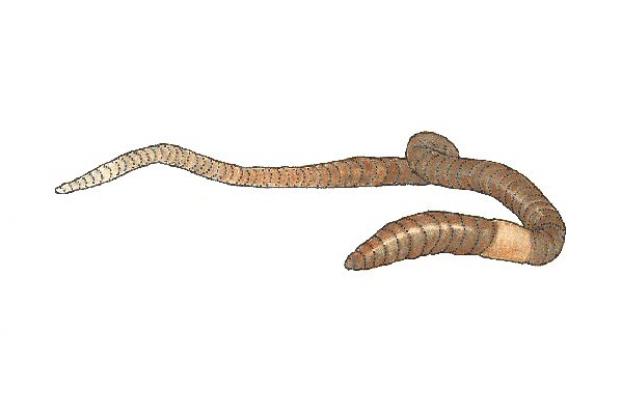 Common earthworm