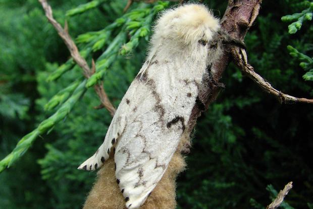 Lymantria dispar, Québec, Canada.