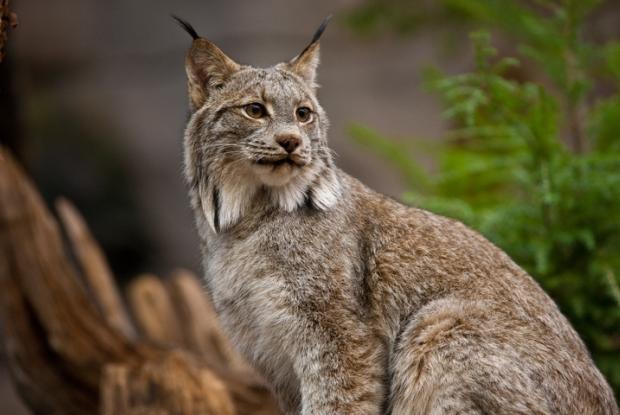 Lynx Du Canada Espace Pour La Vie