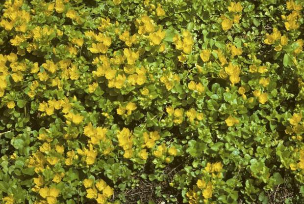 Is creeping jenny hot sale poisonous to dogs