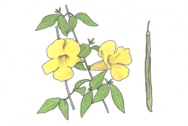 Macfadyena unguis-cati (L .) A. Gentry