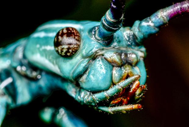 Madagascar blue stick insect head