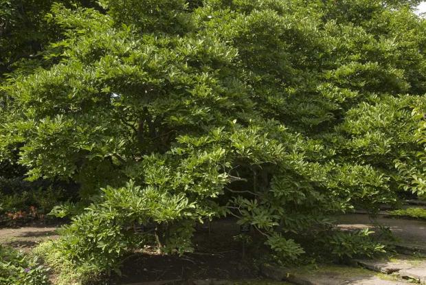 Magnolia stellata 'Royal Star'