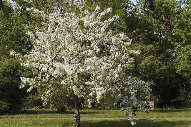 Malus 'Autumn Delight'.