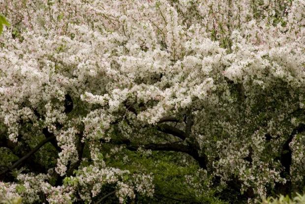Malus floribunda.