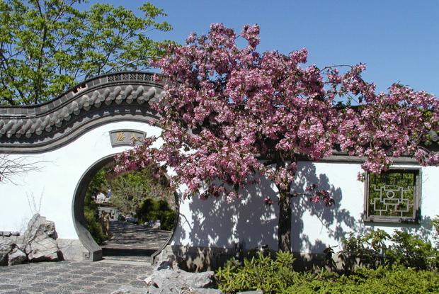 Pommetier décoratif Malus 'Henrietta Crosby'.