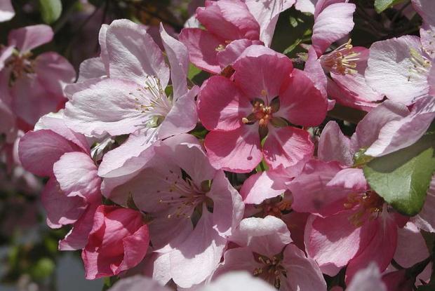 Malus 'Henrietta Crosby'.