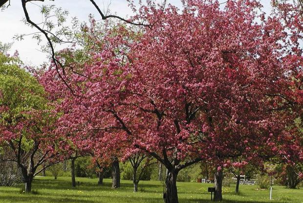 Malus 'Kelsey'.