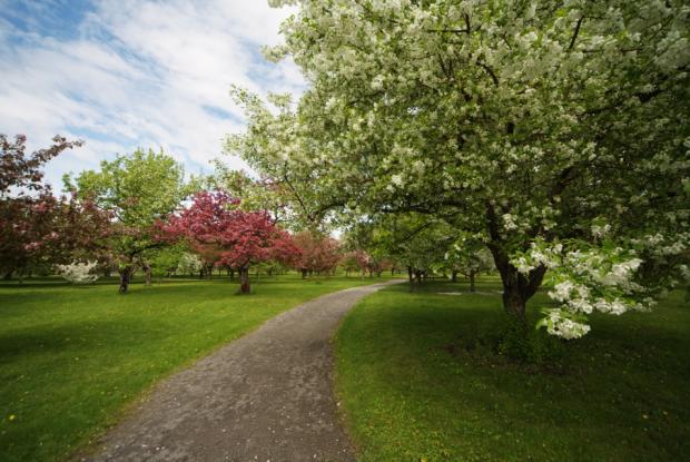 Crabapple Malus sp.