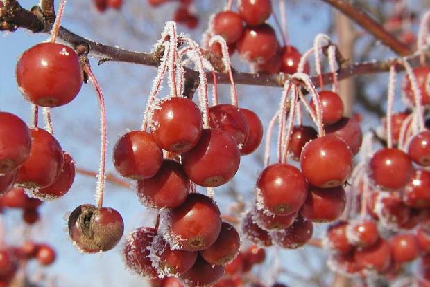 Malus 'Sugar Tyme'