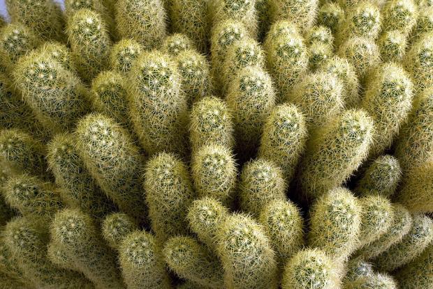 Mammillaria elongata subsp. Elongata