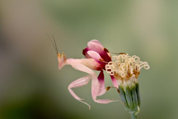 Une mante orchidée sur une fleur