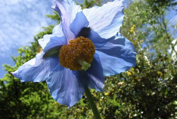Meconopsis sp.