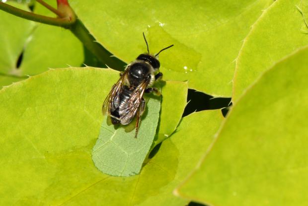 Megachile frigida, Québec, Canada.