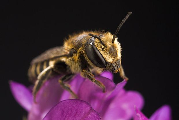 Megachile rotonda