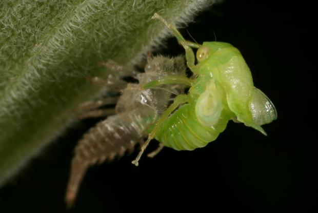 Membracidae, Québec, Canada.