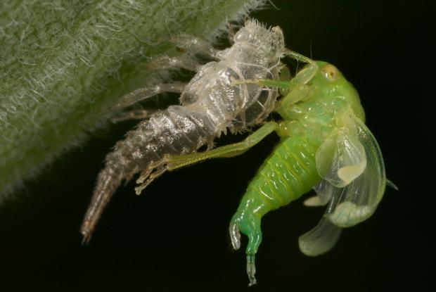 Membracidae, Québec, Canada.