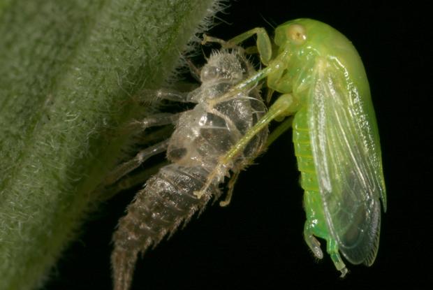 Membracidae, Québec, Canada.