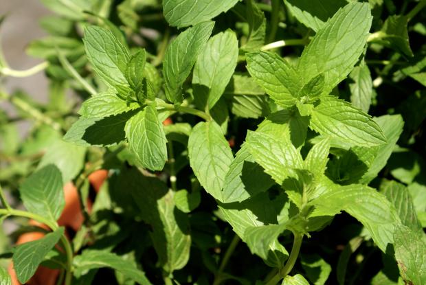Mentha spicata