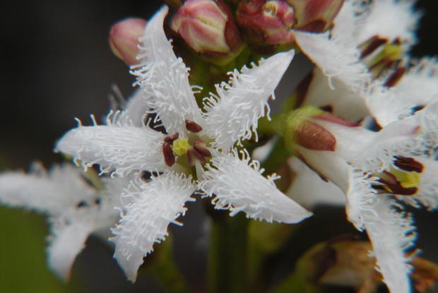 menyanthes trifoliata