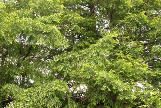 Metasequoia glyptostroboides.