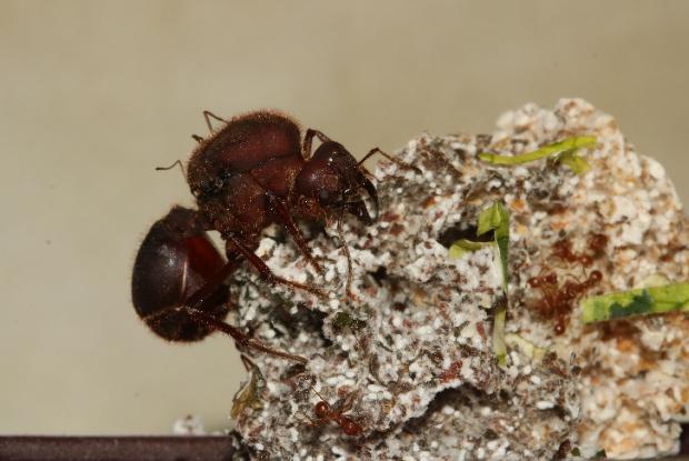 Mexican leaf-cutting ants and the mushroom they feed on