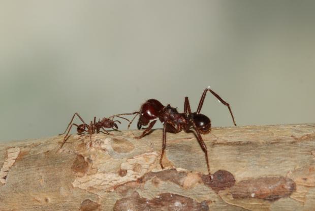 Mexican leaf-cutting ants