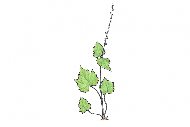 Mitella diphylla