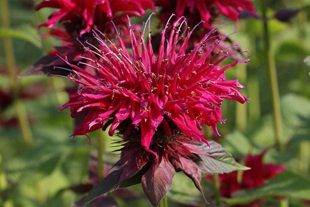 La monarde est une fleur comestible.