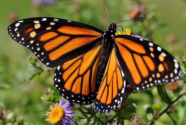 Montréal First “Monarch-Friendly City” in Canada to Receive GOLD Certification