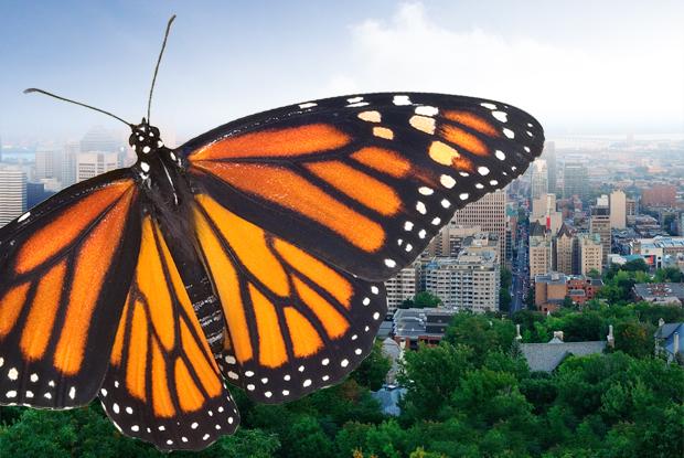 Pledge to help save monarch butterflies – City of Montréal