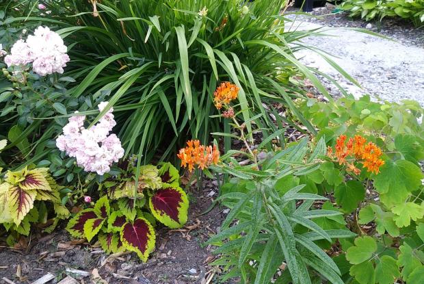 Mon Petit Jardin De Ville Space For Life