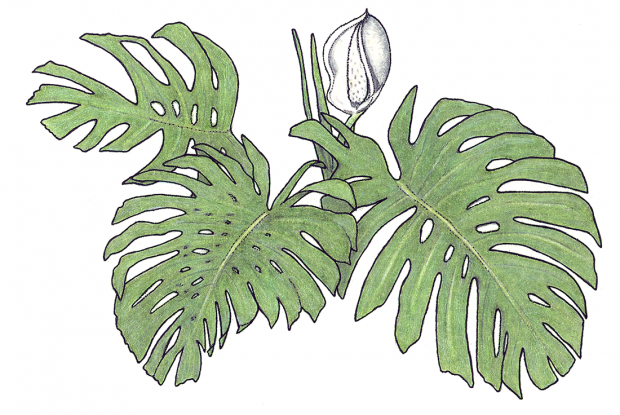 Monstera deliciosa Liebm. (syn. Philodendron pertusum)