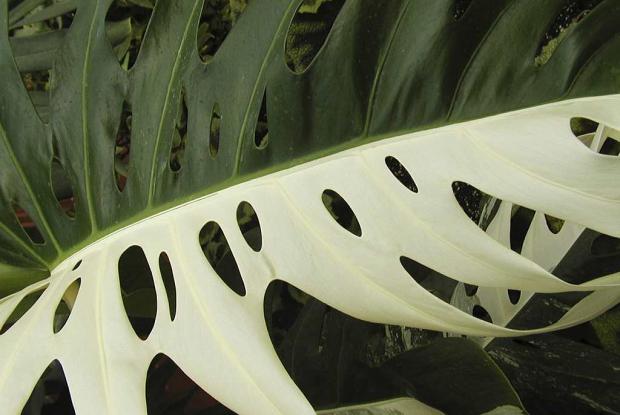 Monstera deliciosa 'Albovariegata'