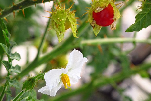 La Morelle de Balbis donne de beaux fruits rouges.