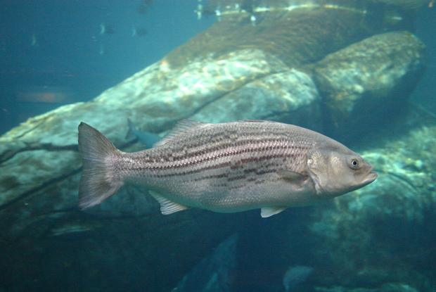 Watts Bar tailwater report: Paddlefish, Striped Bass 11/05/2015