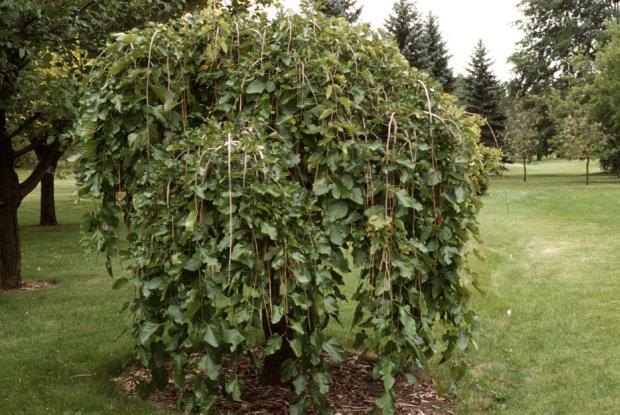 Morus alba 'Pendula'.