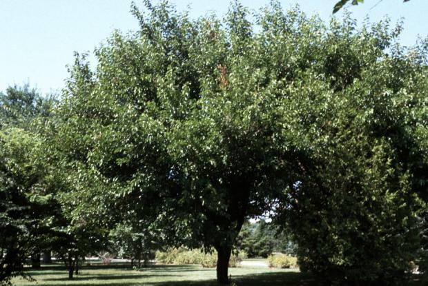 Morus alba.