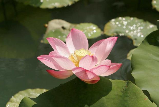 Fleur de lotus