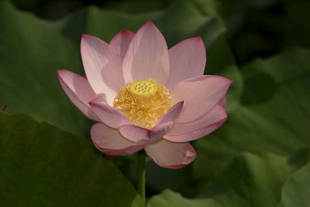 Nelumbo nucifera