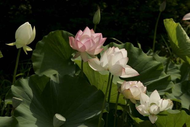 Nelumbo nucifera