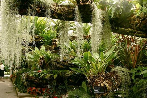 Tropical Rainforest Greenhouse Tropical Rainforest Greenhouse