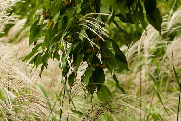 Pommetier de Sibérie et graminée ornementale Malus prunifolia et Miscanthus sacchariflorus