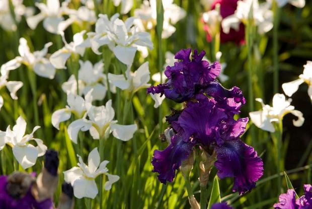 Iris cv.